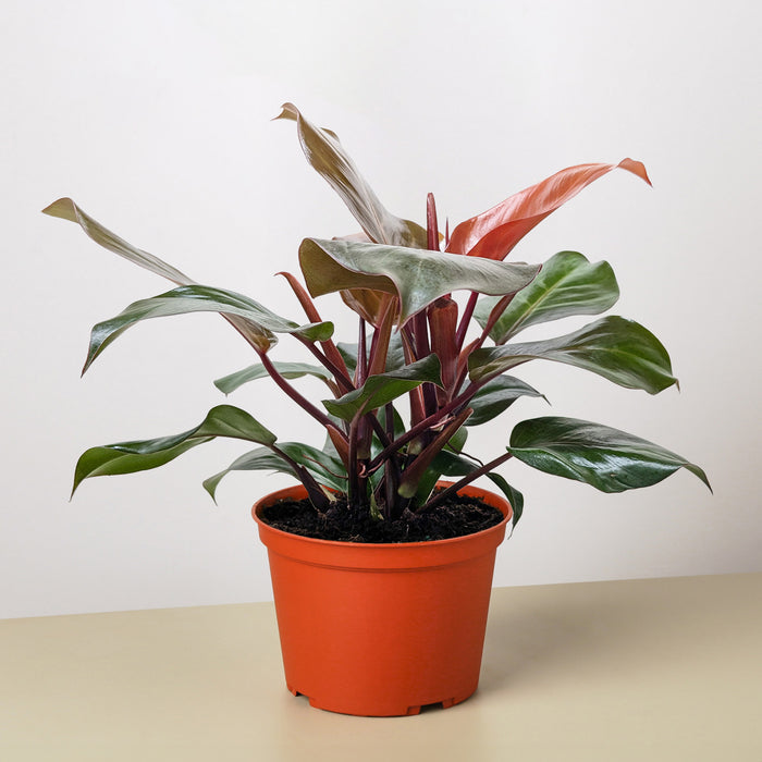 philodendron full sun Philodendron 'Sun Red'