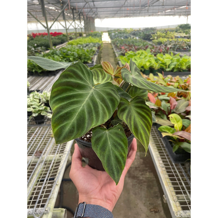 philodendron verrucosum green Philodendron 'Verrucosum' | Indoor Plant | Tropical Plant | Potted Plant