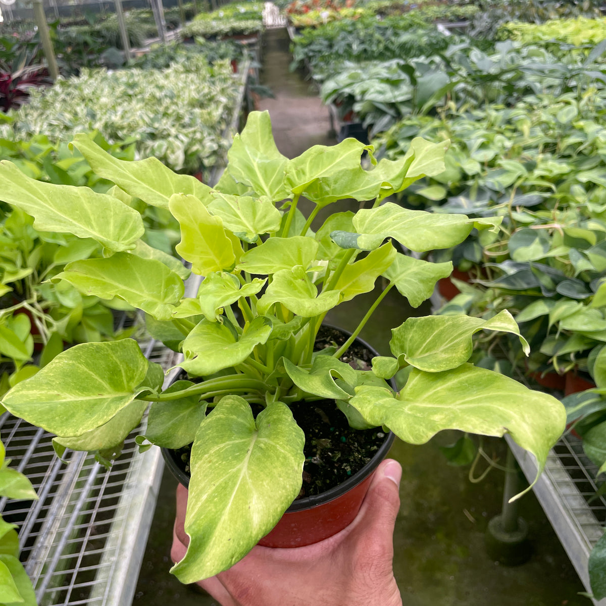 Philodendron 'Xanadu' Variegated | Indoor Plant | Tropical Plant | Potted  Plant