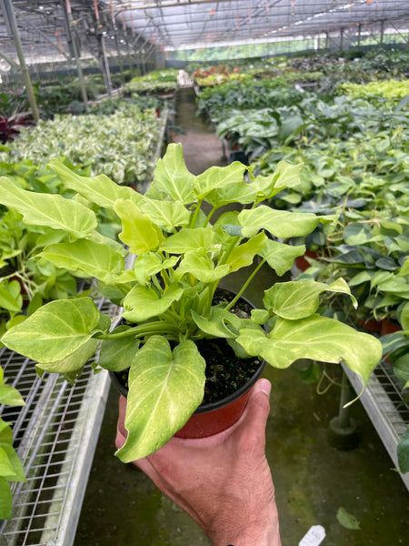Philodendron 'Xanadu' Variegated | Indoor Plant | Tropical Plant | Potted  Plant