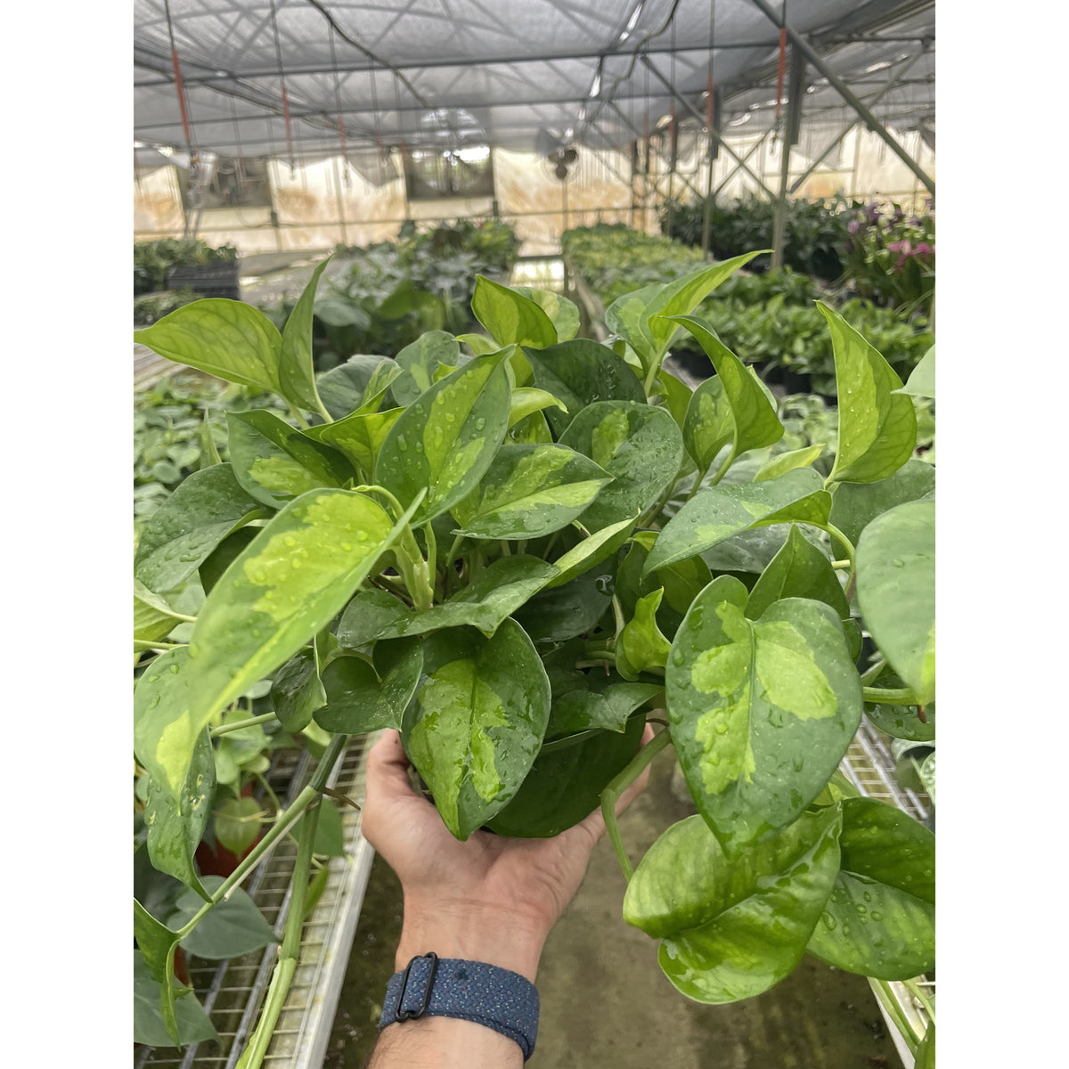 global green pothos vs emerald pothos Pothos Global Green