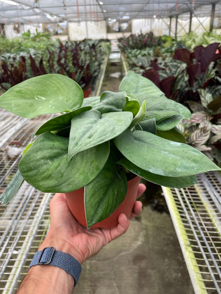 jade pothos for sale Pothos Jade Satin