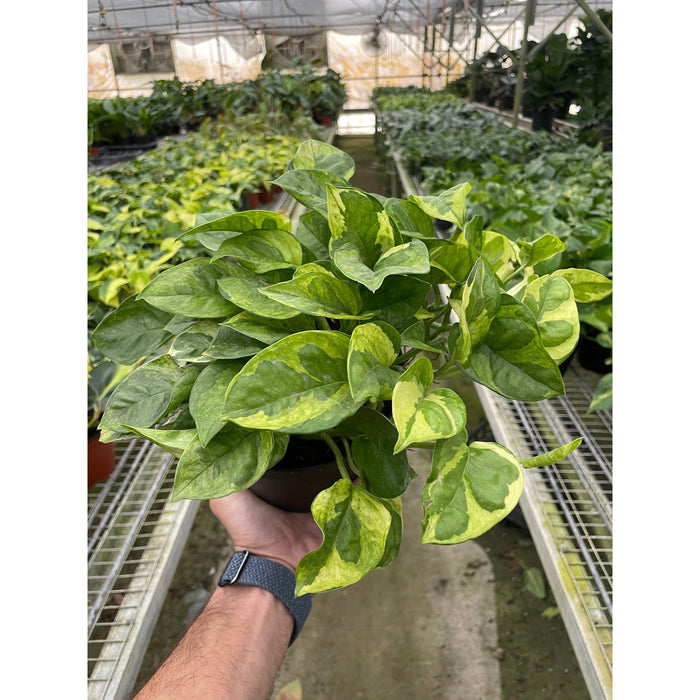 variegated lemon lime pothos Pothos 'Lemon Meringue'