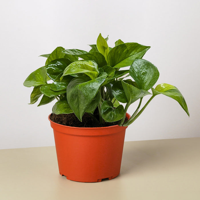 meringue pothos Pothos 'Lemon Meringue'