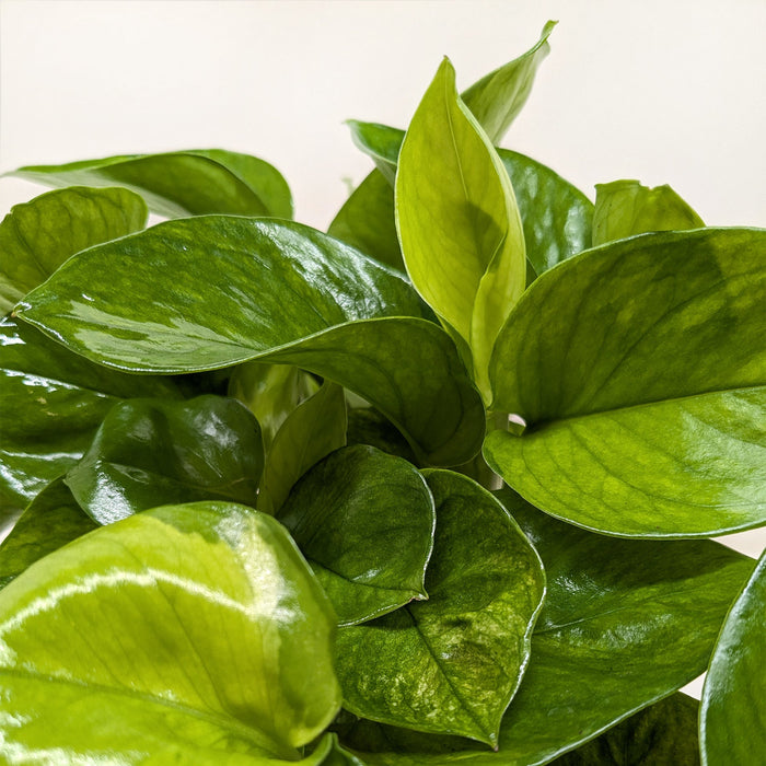 lemon meringue pothos Pothos 'Lemon Meringue'