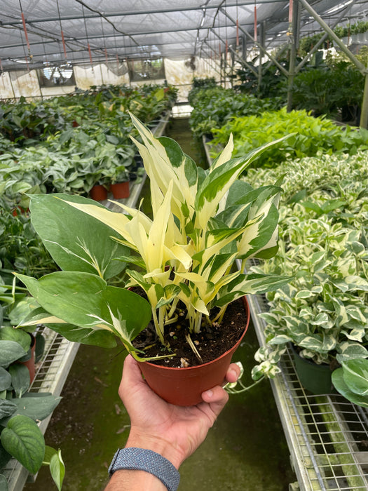 mutant manjula pothos for sale Pothos 'Mutant Manjula'
