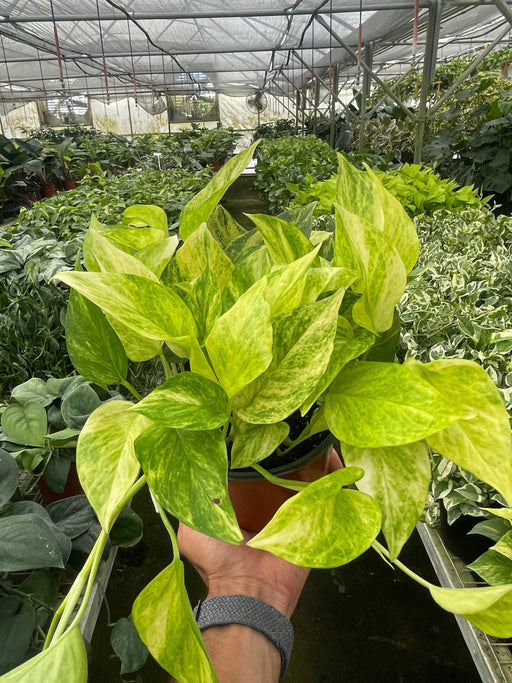 marble queen philodendron Pothos 'Neon Queen'