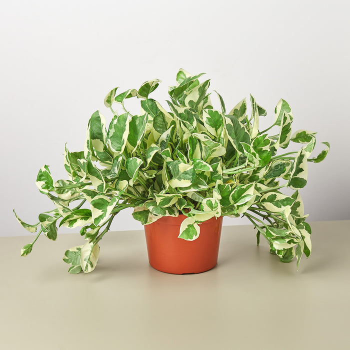 pothos n'joy live plant Pothos 'N'joy'