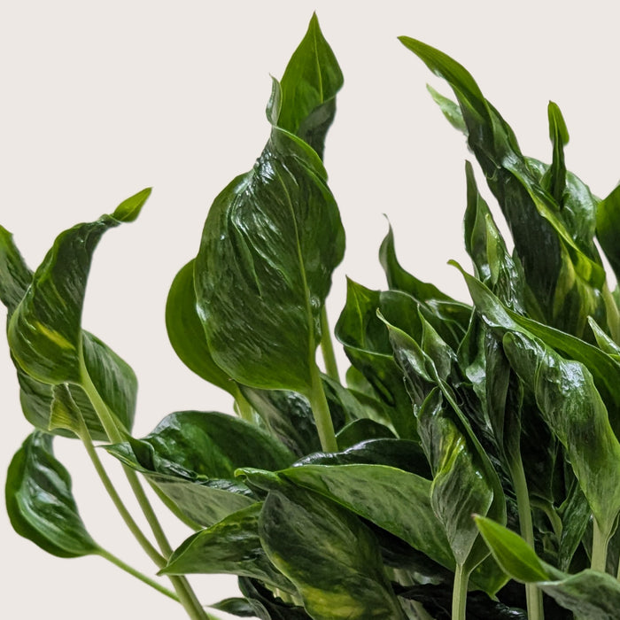 shangrila pothos Pothos 'Shangri La'