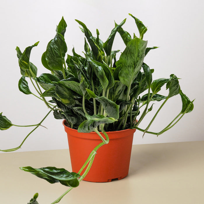 pothos shangri la care Pothos 'Shangri La'
