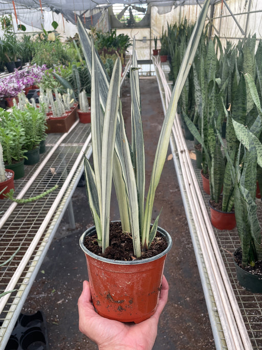 bantel sansevieria Snake 'Bantel's Sensation'