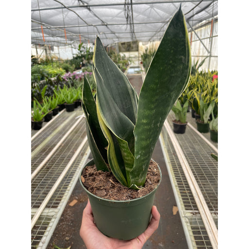 sansevieria fabi Snake 'Fabi'