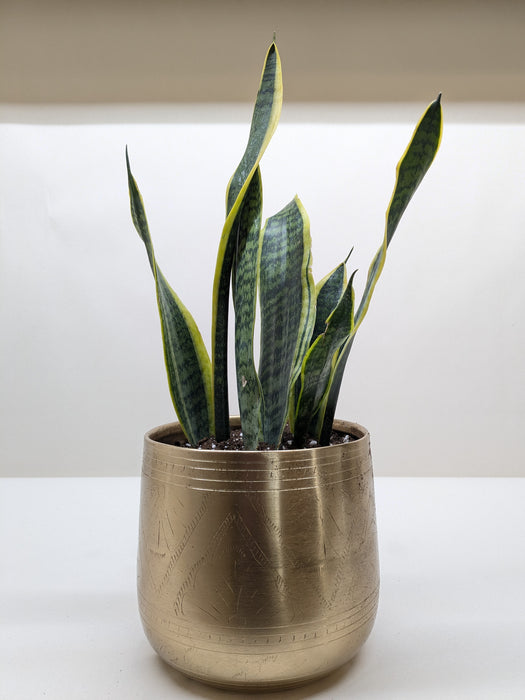 6" Snake Laurentii + Tulum Pot (78720.00) - REVASED
