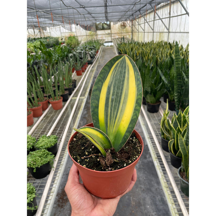 buy a snake plant Variegated Shark Fin Snake Plant