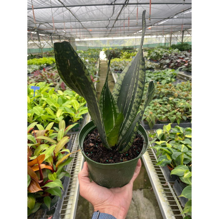sansevieria whitney care Snake Plant 'Whitney'