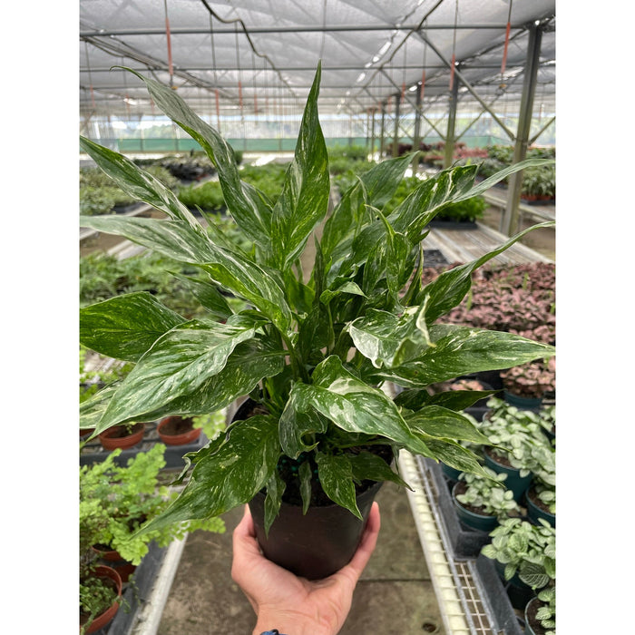 aglaonema that looks like a spathillium Variegated Spathiphyllum 'Domino'