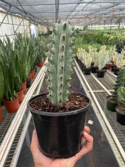 boobie succulent Succulent Cactus Ghost White Boobie