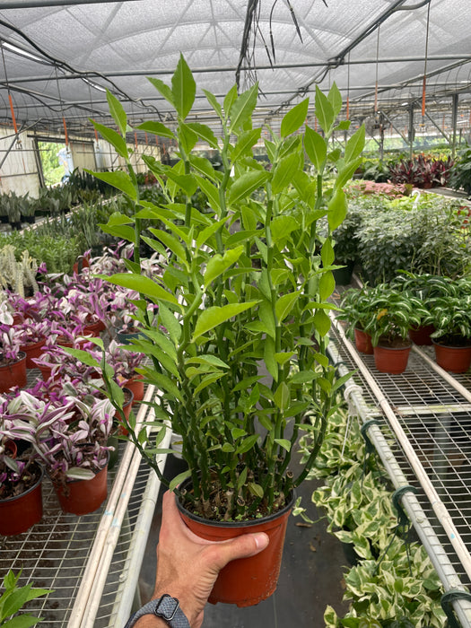 devils backbone succulent care Devil's Backbone Euphorbia