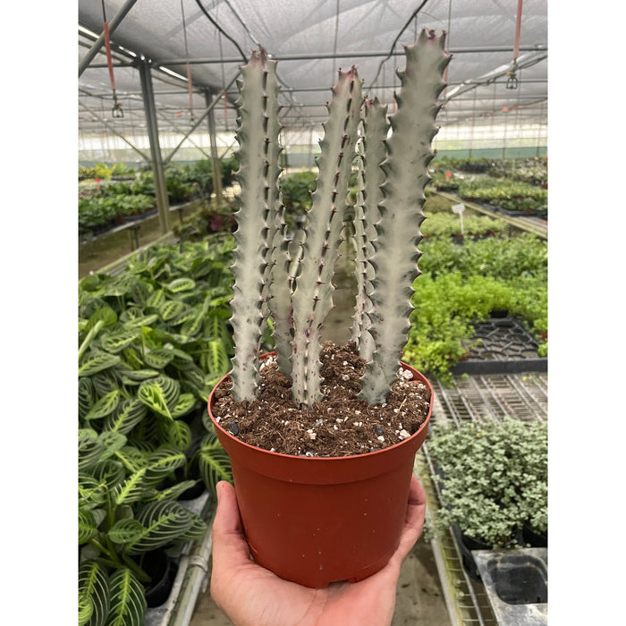 bones succulent 4" Succulent Euphorbia 'Dragon Bone'