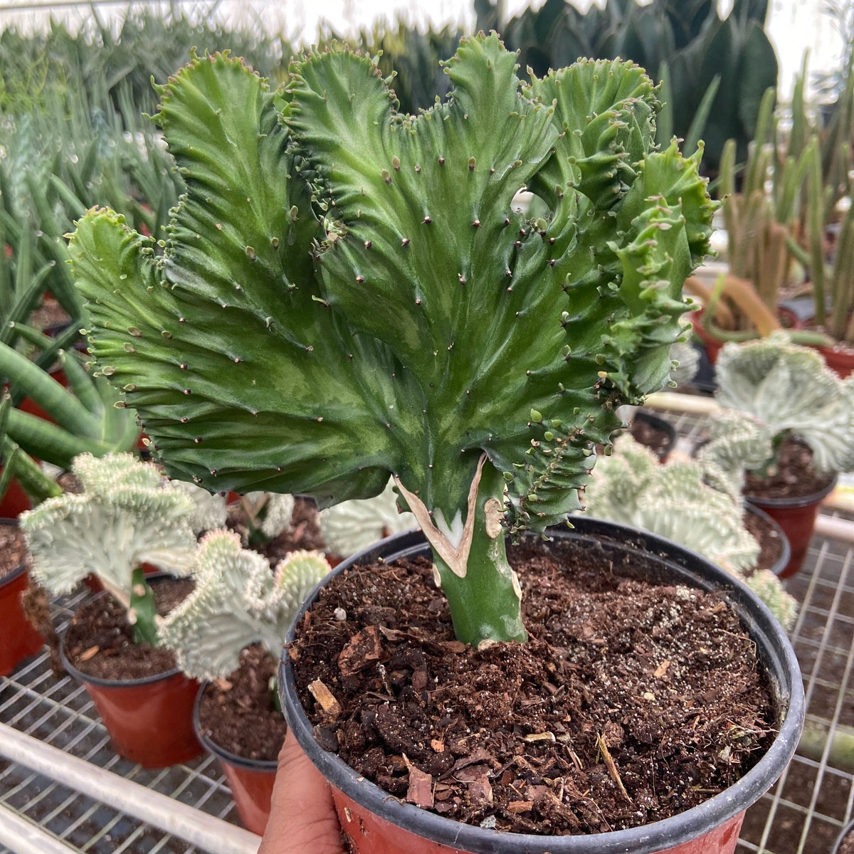 tail succulent Succulent Euphorbia Lactea Mermaid Tail