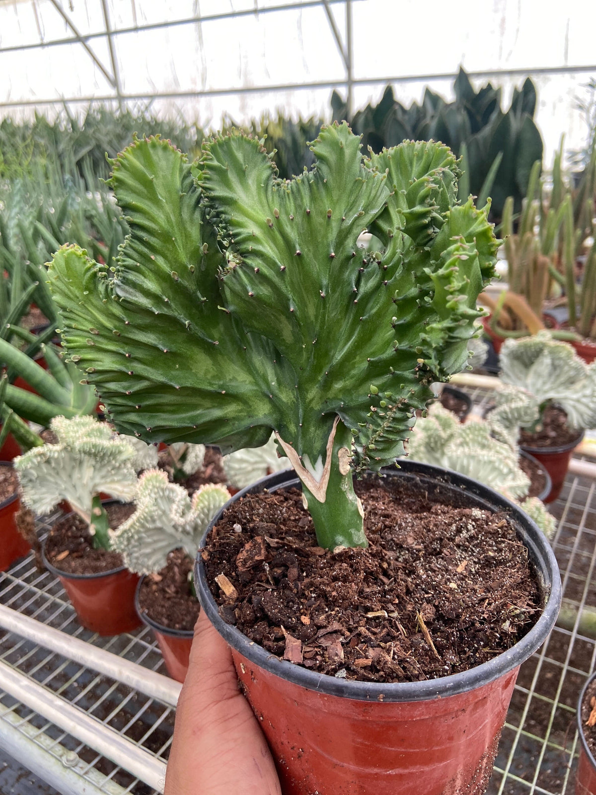 buy mermaid succulent Succulent Euphorbia Lactea Mermaid Tail