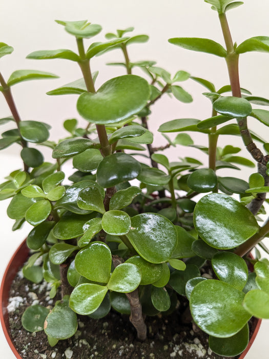 succulent bush plant Succulent 'Elephant Bush'