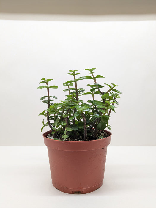 white elephant succulent Succulent 'Elephant Bush'
