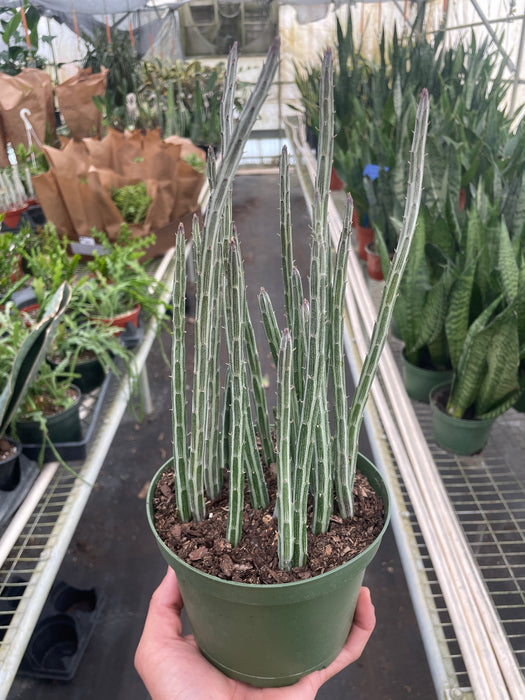 cucumber plant succulent Succulent Senecio Stapeliiformis 'Pickle Plant' | Indoor Plant | Tropical Plant | Potted Plant