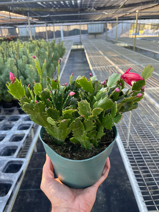 is a christmas cactus an indoor plant Zygocactus 'Christmas Cactus' | Indoor Plant | Tropical Plant | Potted Plant