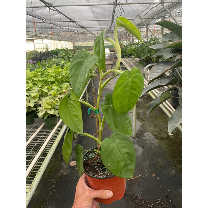 philodendron ice frost Syngonium 'Ice Frost'