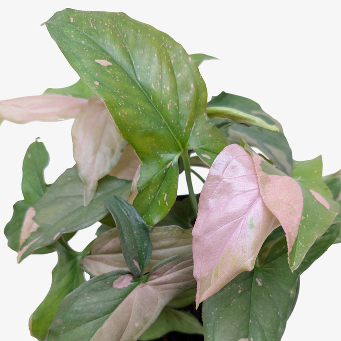 pink splash plant indoors Syngonium 'Pink Splash' - 4" Pot | Indoor Plant | Tropical Plant | Potted Plant