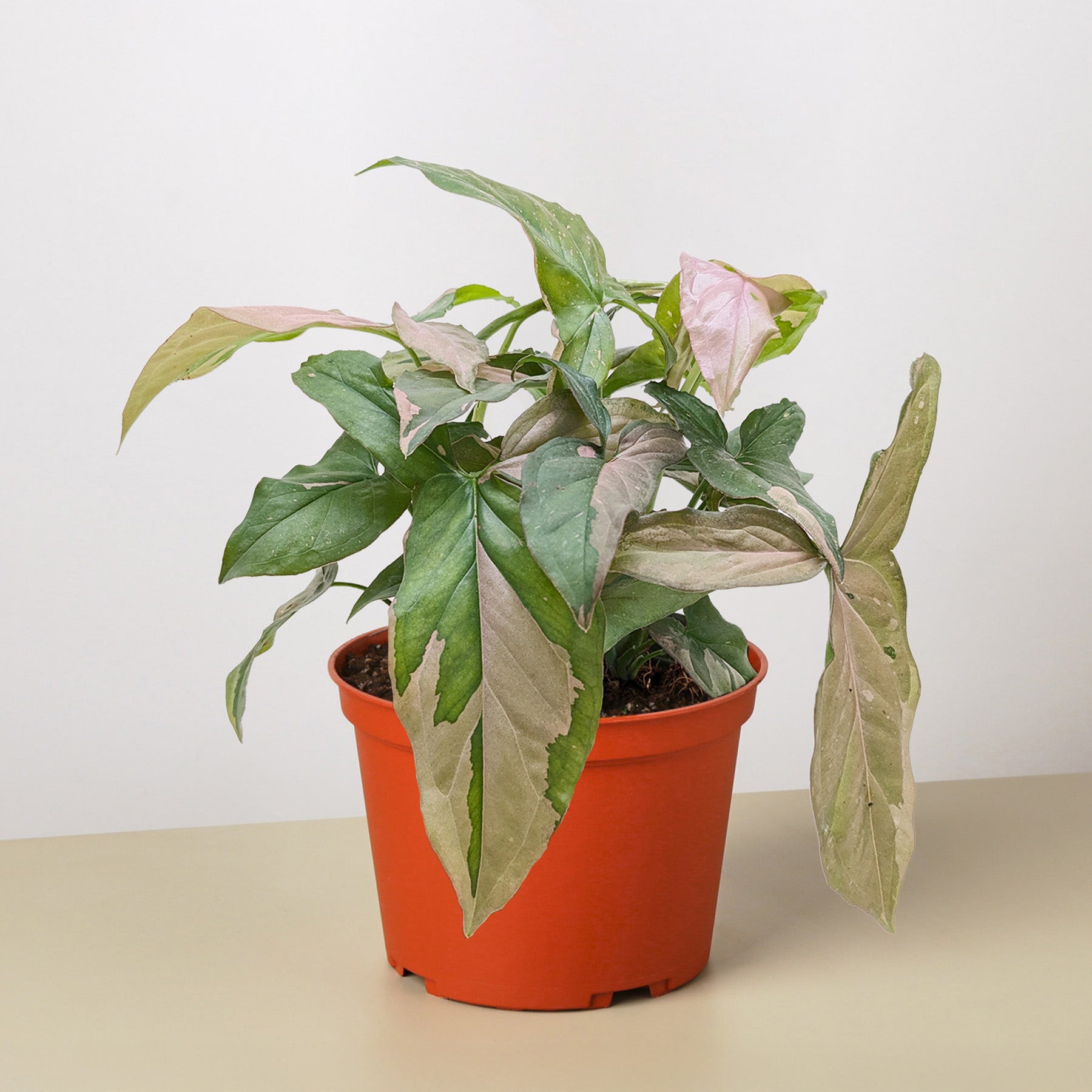 Syngonium 'Pink Splash' - 4