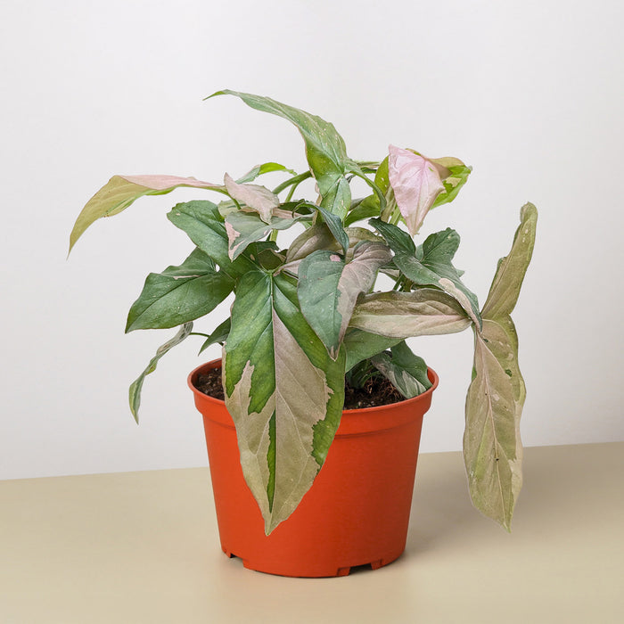 What are some tips for caring for a Syngonium pink splash plant What are some tips for caring for a Syngonium pink splash plant