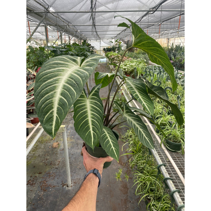 xanthosoma house plant Xanthosoma 'Lendenii'