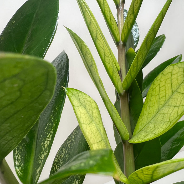 chameleon zz plant lowes Zamioculcas 'Chameleon'