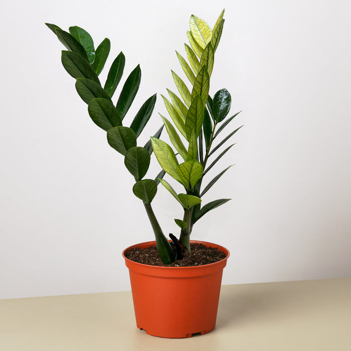 house plant zamioculcas Zamioculcas 'Chameleon'