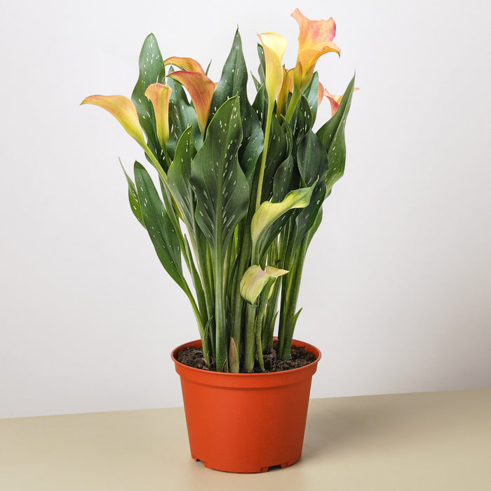 calla lily pot plant Purple Calla Lily - 6" Pot | Indoor Plant | Tropical Plant | Potted Plant
