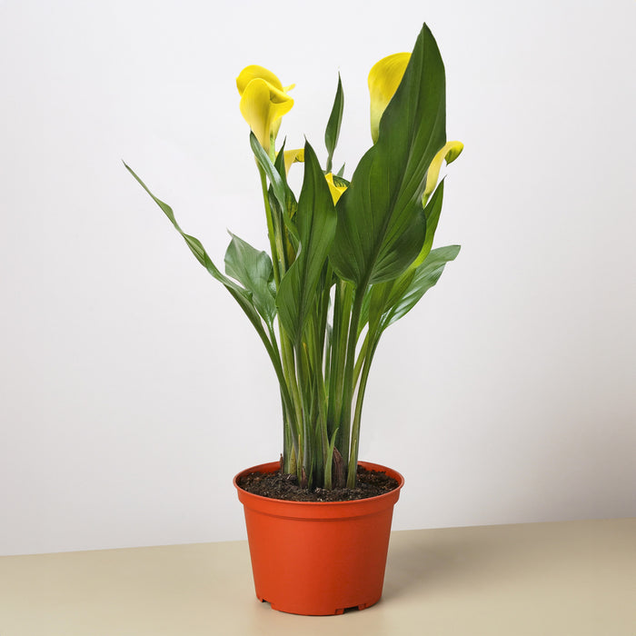 calla lily in planter Purple Calla Lily - 6" Pot | Indoor Plant | Tropical Plant | Potted Plant
