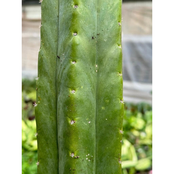 san pedro cactus echinopsis pachanoi Cactus Echinopsis Pachanoi - 2FT