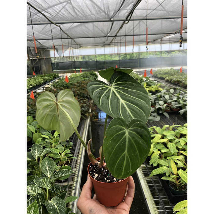 dark green philodendron Philodendron 'Gloriosum' | Indoor Plant | Tropical Plant | Potted Plant