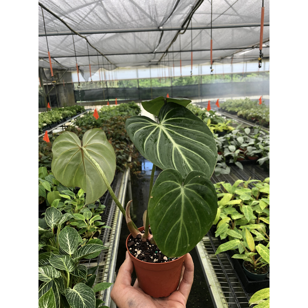 philodendron gloriosum kopen Philodendron 'Gloriosum' | Indoor Plant | Tropical Plant | Potted Plant