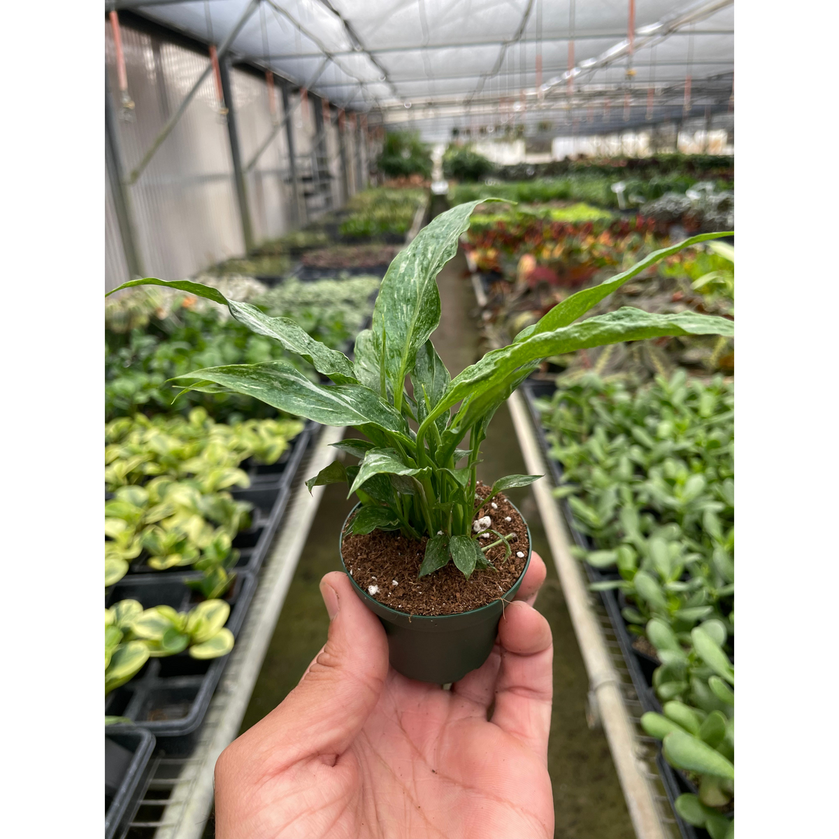 varigated peace lily Variegated Spathiphyllum 'Domino'
