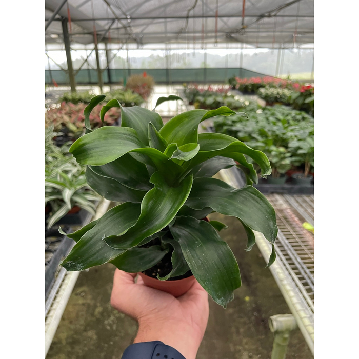 dracaena twister Dracaena 'Twister'