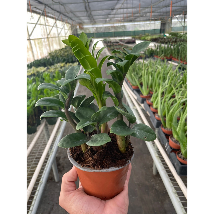 dwarf zz plant for sale Zamioculcas zamiifolia 'Zenzi'