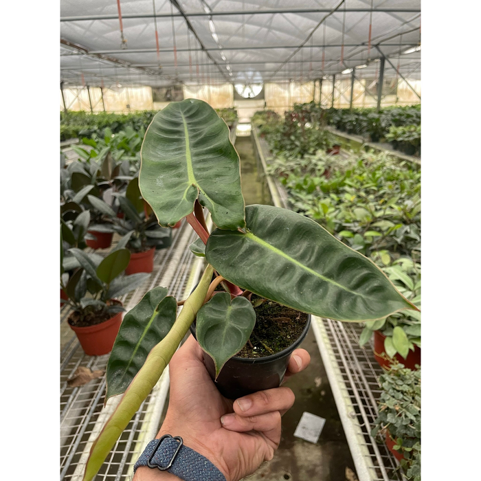philodendron billietiae price Philodendron 'Billietiae'