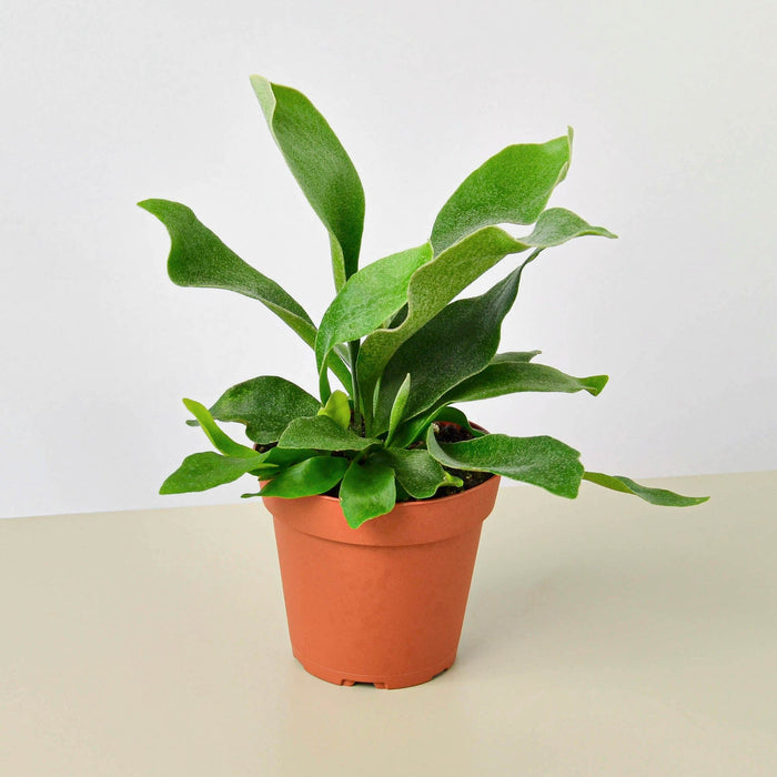 staghorn ferns indoor plants Staghorn Fern