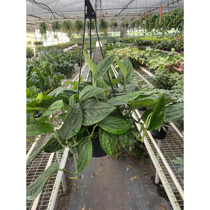 Monstera 'Peru'