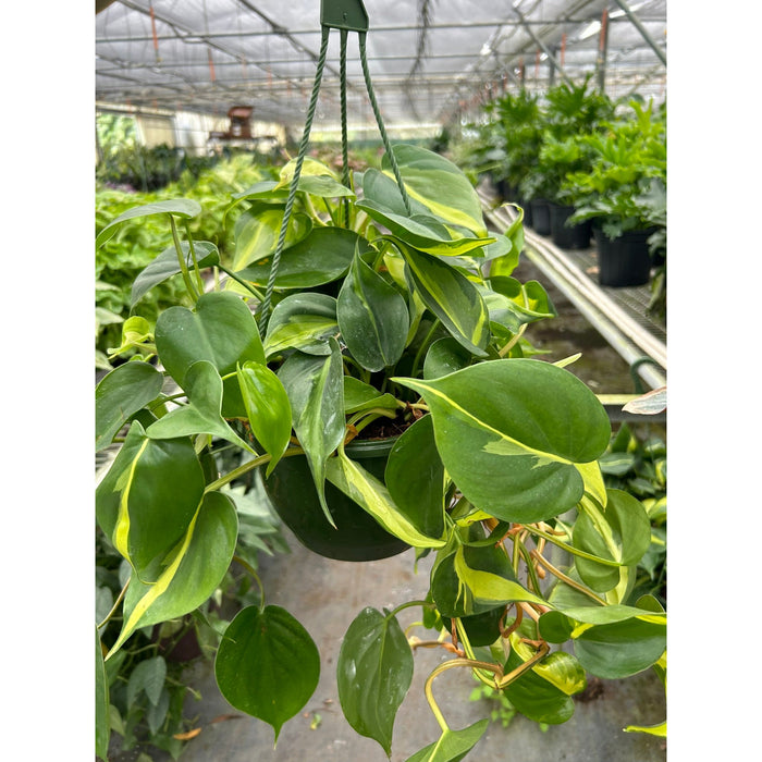 Philodendron 'Brasil'