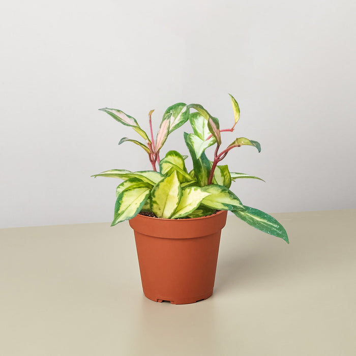 indoor plant with pink stems Hoya Carnosa 'Krimson Princess'