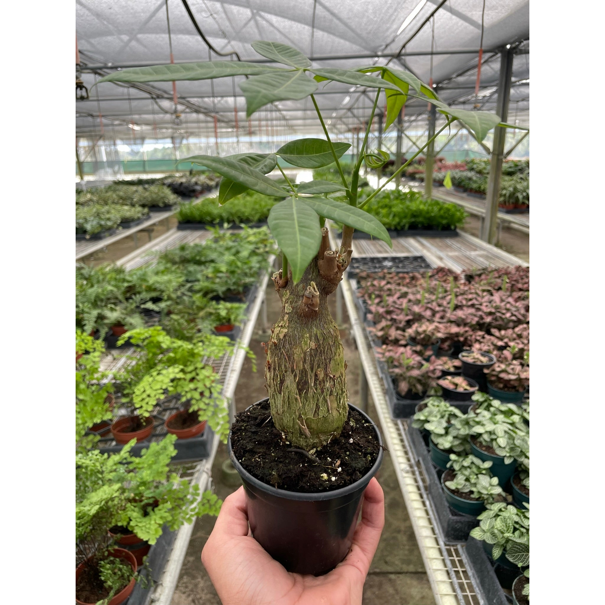 money tree mystery capsule Money Tree 'Guiana Chestnut' Pachira Stump